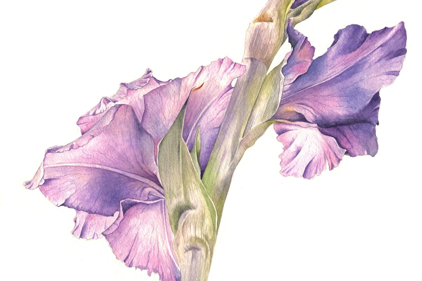 1636805564_17-flomaster-club-p-gladiolus-raskraska-dlya-detei-krasivie-35