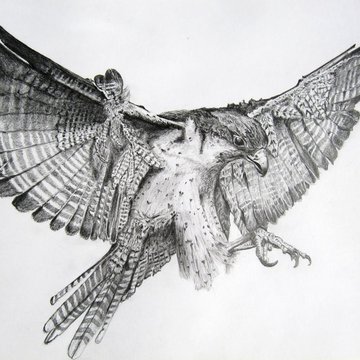 1655404335_3-papik-pro-p-tattoo-drawings-of-a-falcon-3