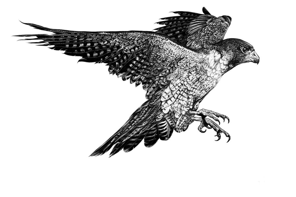 1655404338_13-papik-pro-p-tattoo-drawings-of-a-falcon-13