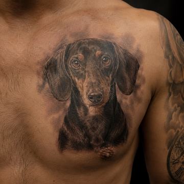 Realistisches Dackel‑Porträt‑Tattoo in Schwarz‑Grau mit warmen Brauntönen auf der oberen Brust; feine Fineline‑Details, weiche wolkige Schattierung und ausdrucksstarker Blick.