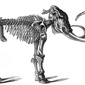 Grey_die-hard_standing_mammoth_skeleton_tattoo_design.jpg
