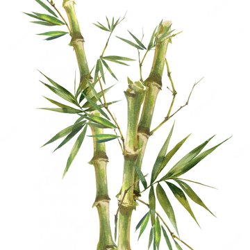 watercolor-illustration-painting-bamboo-leaves-white-background_128862-279